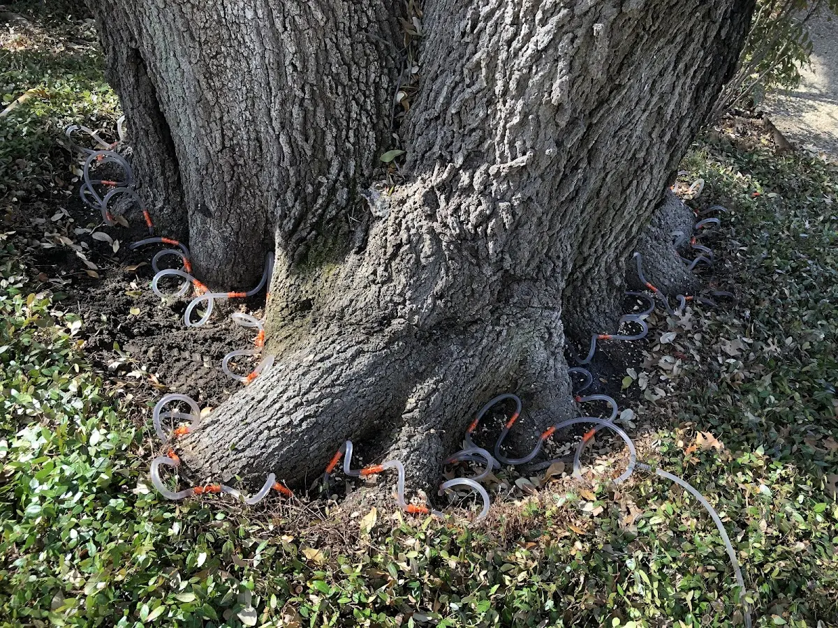 Detailed Tree Cabling and Bracing job site in Manhattan